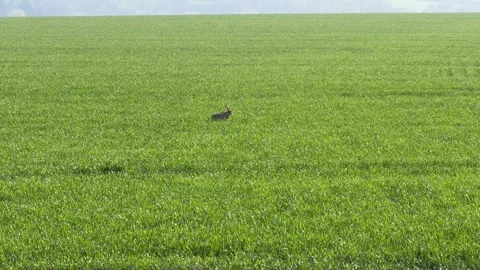 Brown hare running across green field panning Stock Footage 331252367