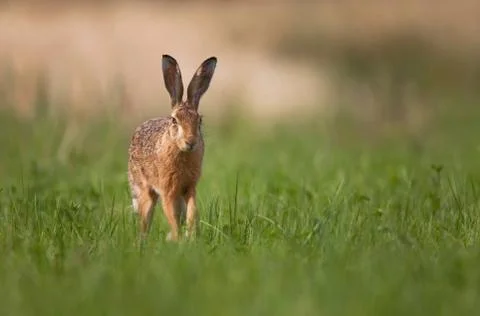 Brown hare running Foto stock