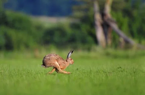 Brown hare running Stock Photos