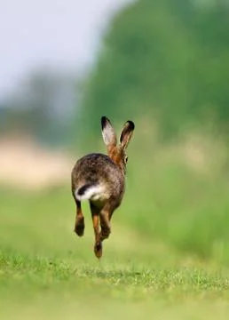 Brown Hare running Stock Photos