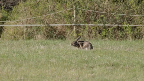 Brown Hare Scratching Head and Ear Then Running Away, 4K 60fps Vídeos de archivo 334420087