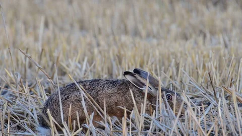 Brown hare search feed in the field, summer Stock Footage 99139965