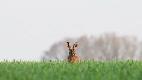Brown hare search feed on the field, spring Video stock 143192776