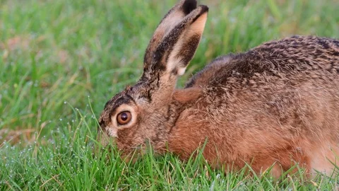 Brown hare search feed on the meadow, spring Stock Footage 93174849