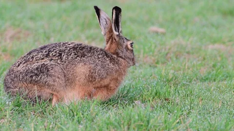 Brown hare search feed in the meadow, spring Stock Footage 97869549