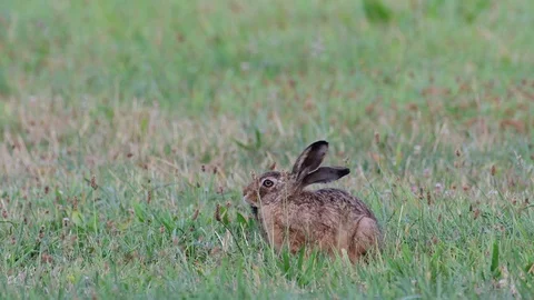 Brown hare search feed in the meadow, summer Stock Footage 99139383
