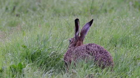 Brown hare search feed in the wet meadow, spring Stock Footage 98127872