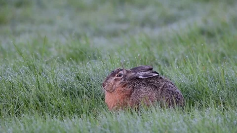 Brown hare site in the meadow Stock Footage 75563553