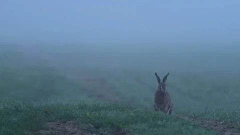 A brown hare sits and stares to the camera Stock Footage 189948981