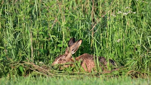 Brown hare sits hidden in meadow and nibbles grass, summer Stock Footage 162393211