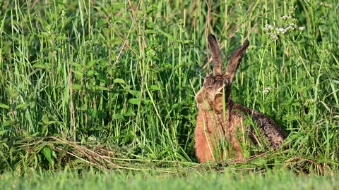 Brown hare sits hidden in meadow and nibbles grass Stock Footage 162393281
