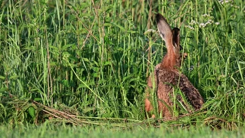 Brown hare sits hidden in meadow and nibbles grass Stock Footage 162394115