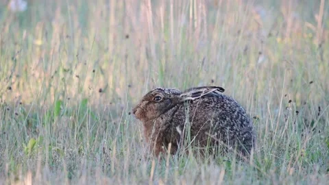 Brown hare sits hidden in meadow and watch Stock Footage 217974411