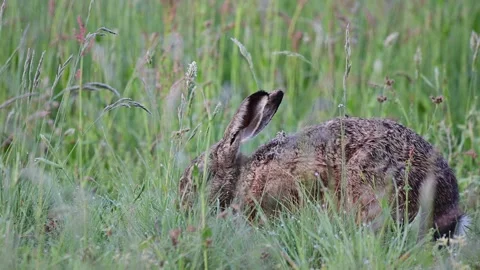 Brown hare sits hidden in meadow and nibbles grass Stock Footage 252973887