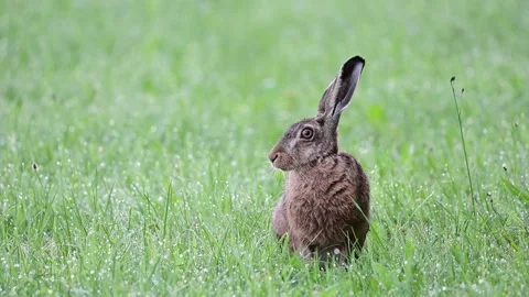 Brown hare sits in wet meadow and looks attentively Stock Footage 167653976