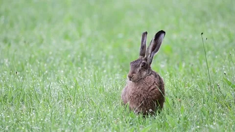 Brown hare sits in wet meadow and looks attentively Stock Footage 167653977