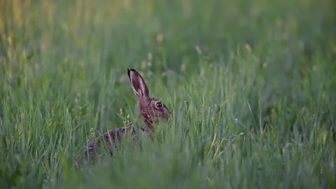 Brown hare sitting in a cornfield and watch Stock Footage 299747379
