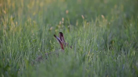 Brown hare sitting in a cornfield looking for food Stock Footage 299847525