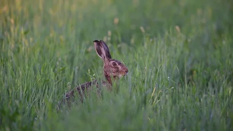 Brown hare sitting in a cornfield looking for food Stock Footage 299847535