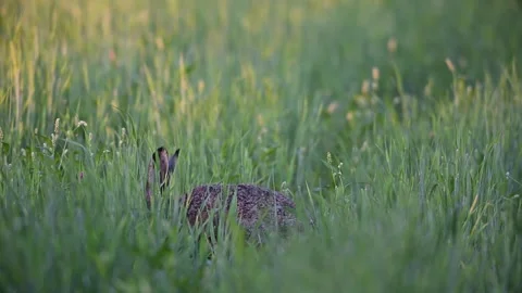 Brown hare sitting in a cornfield looking for food Stock Footage 299847569