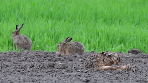 Brown hare sitting on the field and clean her leg, spring Stock Footage 98125418