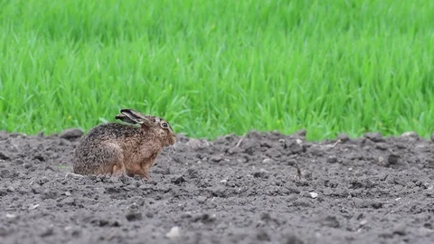 Brown hare sitting on the field and look, spring Stock Footage 98128563