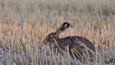 Brown hare sitting in the field and eat, summer Stock Footage 99140056