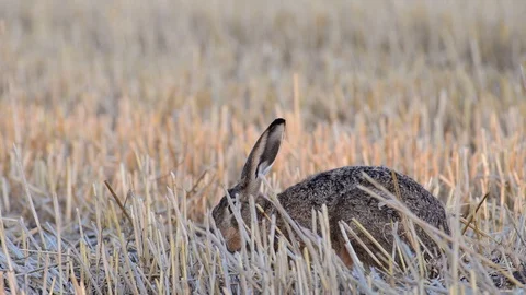 Brown hare sitting in the field and look,  summer Stock Footage 99170717