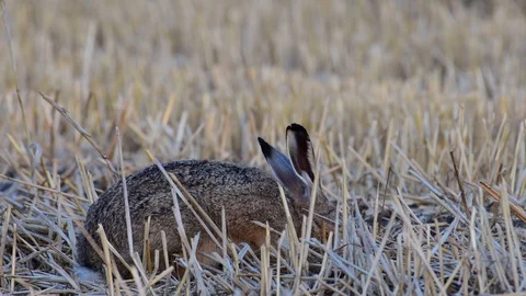 Brown hare sitting in the field and eat, summer Stock Footage 99170769