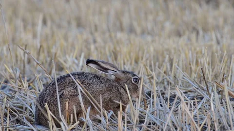Brown hare sitting in the field and search feed, summer Stock Footage 99171408