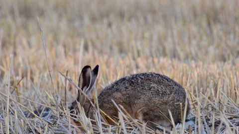 Brown hare sitting in the field and look, summer Stock Footage 99172025