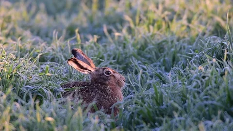 Brown hare sitting in the field with dew, spring Stock Footage 80808002
