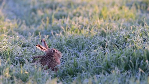Brown hare sitting in the field, spring Stock Footage 79610831