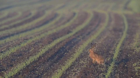 Brown hare sitting in the field, spring Video stock 80820570