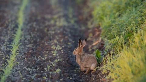 Brown hare sitting in the  field, spring Stock Footage 80822472