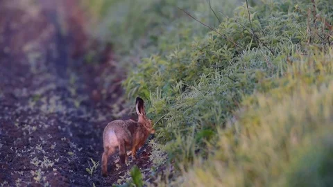 Brown hare sitting in the field, spring Stock Footage 81427335
