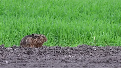 Brown hare sitting in the field, spring Video stock 97928080