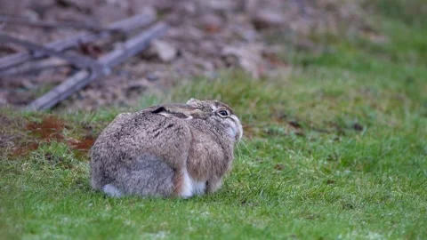 Brown hare sitting frozen trying to stay warm on the meadow Video stock 232766334