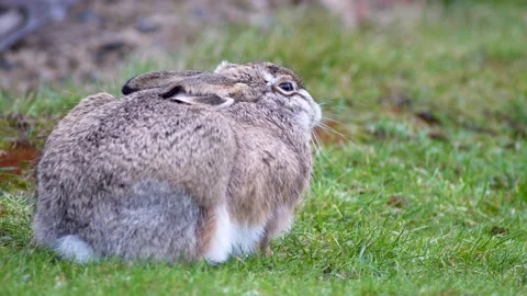 Brown hare sitting frozen trying to stay warm on the meadow Video stock 232766408