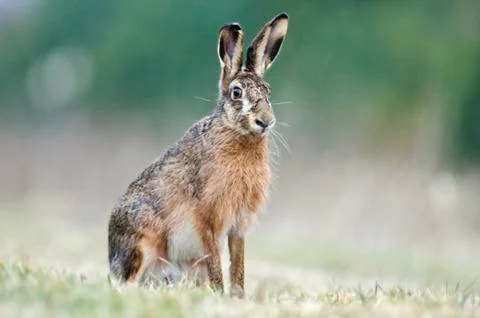 Brown Hare sitting in grass Stock Photos