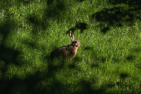 Brown hare sitting in the grass Stock Photos