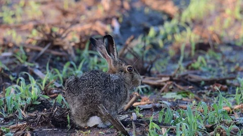 Brown hare sitting in the maize field, spring Stock Footage 97975881