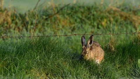Brown hare sitting in the meadow and eat, spring Stock Footage 79633157
