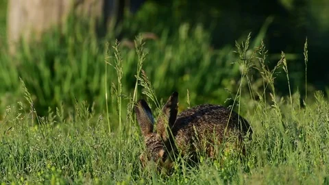 Brown hare sitting in the meadow and eat, spring Stock Footage 80979695