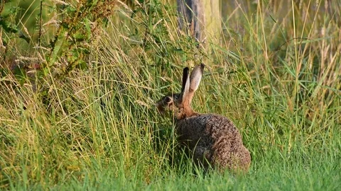 Brown hare sitting in the meadow and search feed, summer Stock Footage 83950259