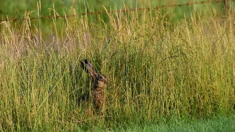 Brown hare sitting in the meadow and search feed, summer Stock Footage 83951194
