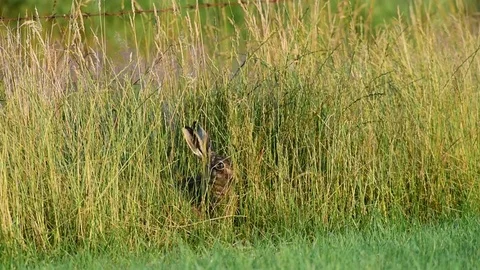 Brown hare sitting in the meadow and search feed, summer Video stock 84159277
