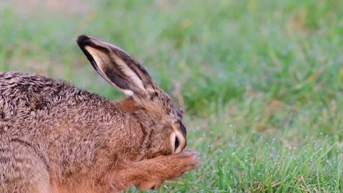 Brown hare sitting in the meadow and clean her fur, spring Stock Footage 93179384