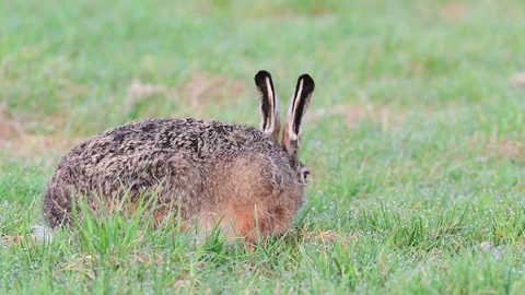 Brown hare sitting in the meadow and search feed, spring Stock Footage 93179577