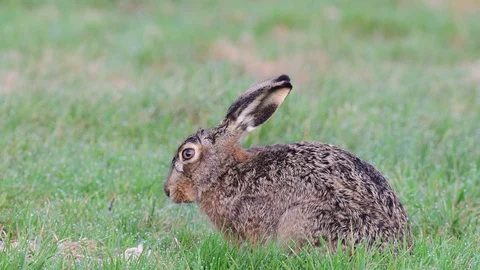 Brown hare sitting in the meadow and clean her fur, spring Stock Footage 93301140